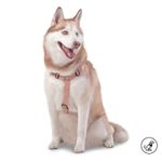 PDARWK1013-231-9I6XL_1