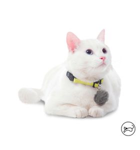 Collar Ajustable Meow